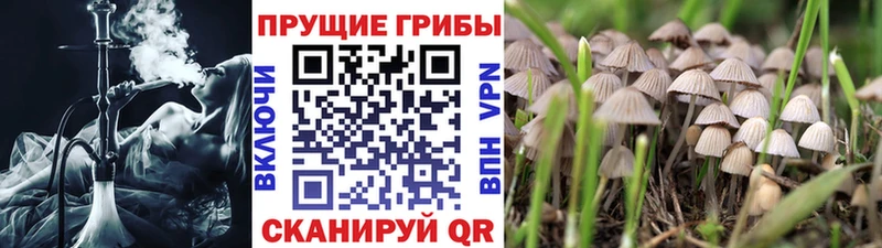 закладки  Щёлкино  Псилоцибиновые грибы Psilocybe 